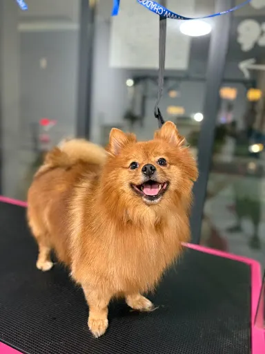 Puppuccino - groomer & more